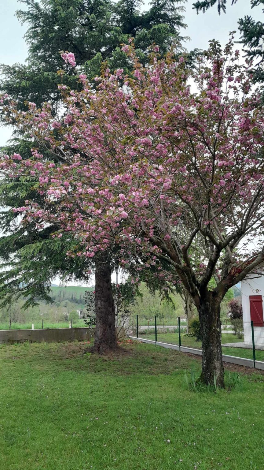 Jardin n°2